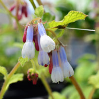 Consoude à grandes fleurs Goldsmith - Bakker