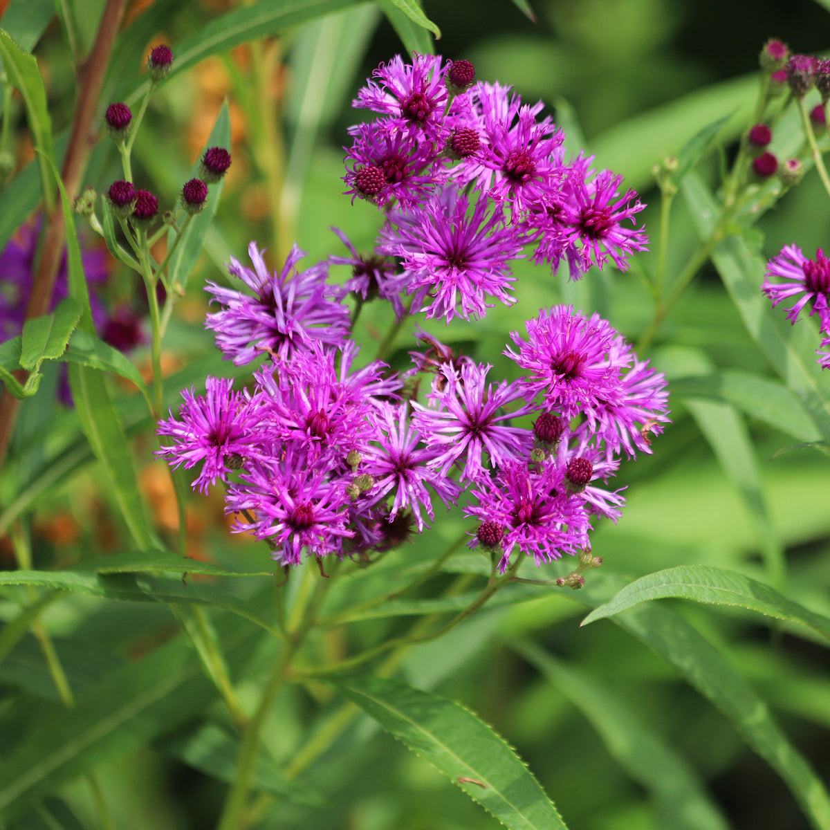 Vernonia crinita - Vernonie - Plantes sauvages jardin