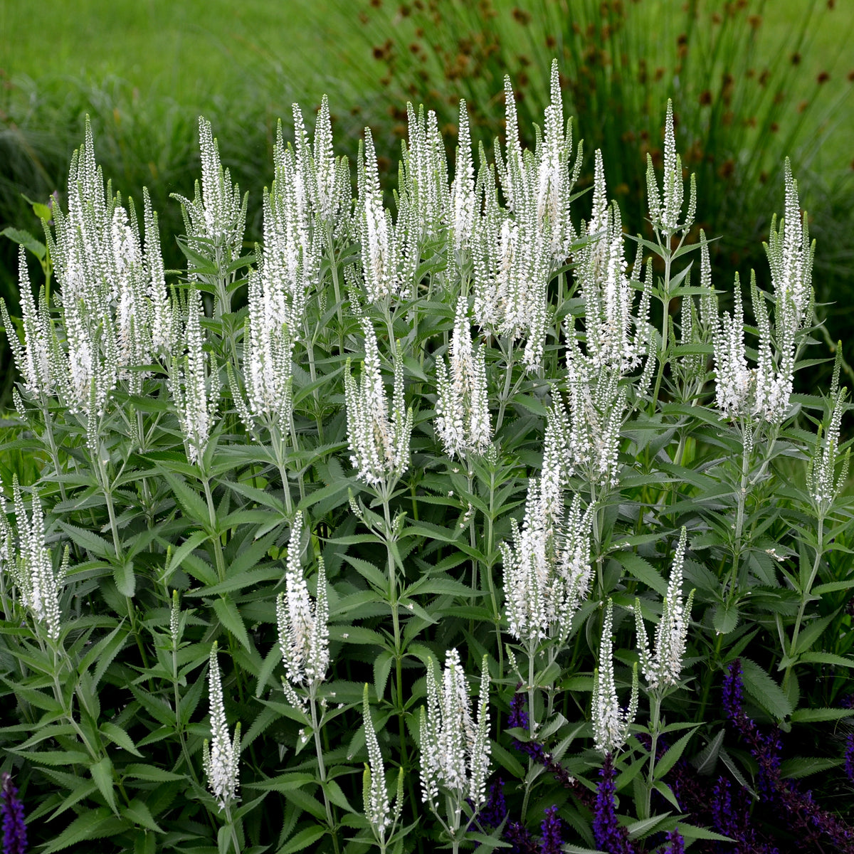 Veronica spicata alba - Véronique en épis blanche - Véronique