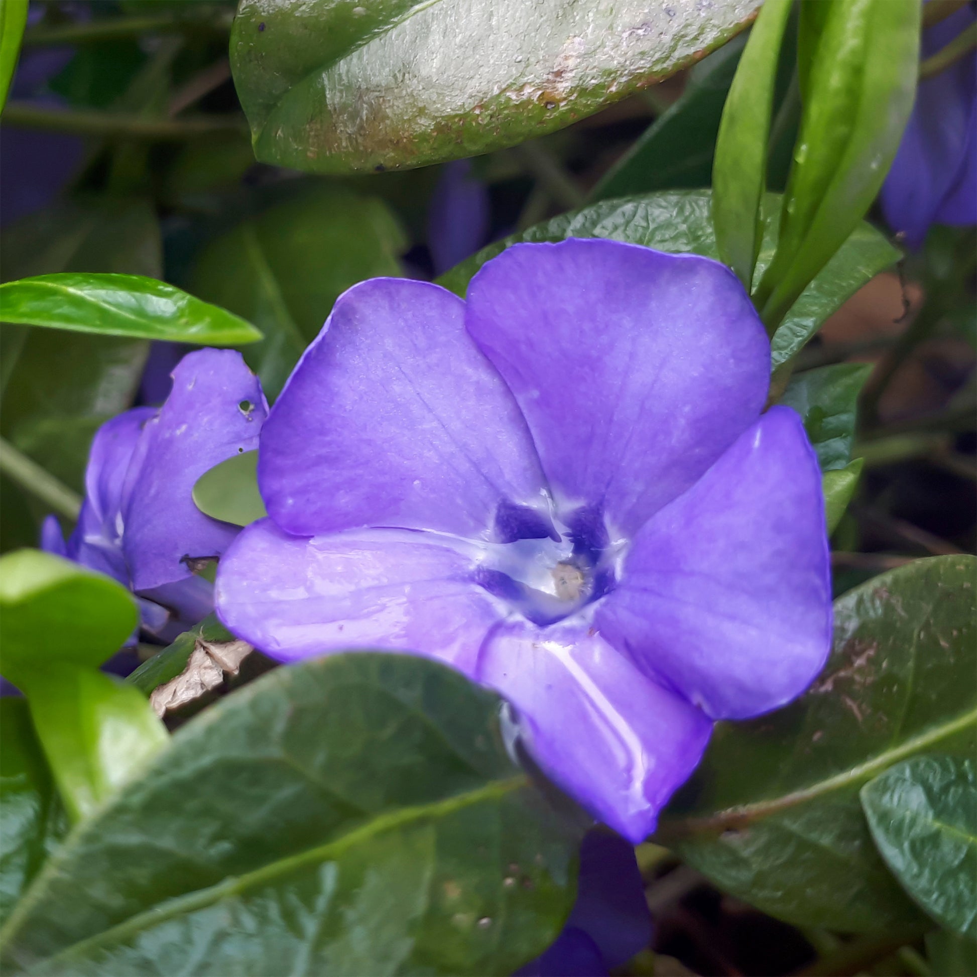 Petite pervenche Flower Power - Bakker