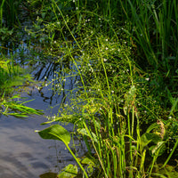 Toutes les plantes de bassin - Plantain d'eau lancéolé - Alisma lanceolatum