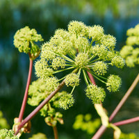 Angélique officinale - Angelica archangelica - Bakker