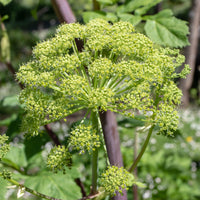 Angélique officinale - Bakker