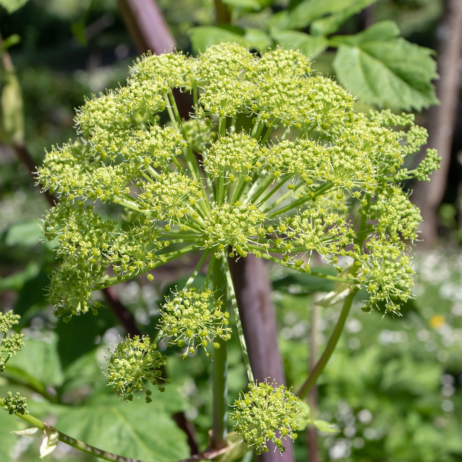 Angelica - Angélique