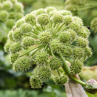 Angelica archangelica - Angélique officinale - Plantes vivaces