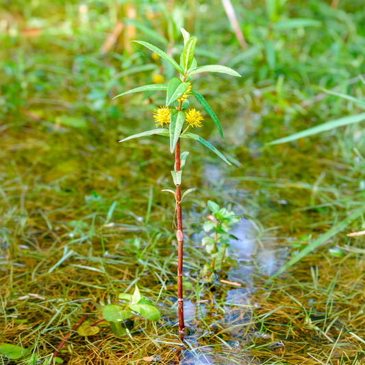 Lysimachia thyrsiflora - Lysimaque à fleurs en thyrse - Lysimaque