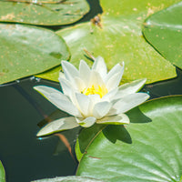 Nénuphar Gladstoniana - Nymphaea gladstoniana - Bakker