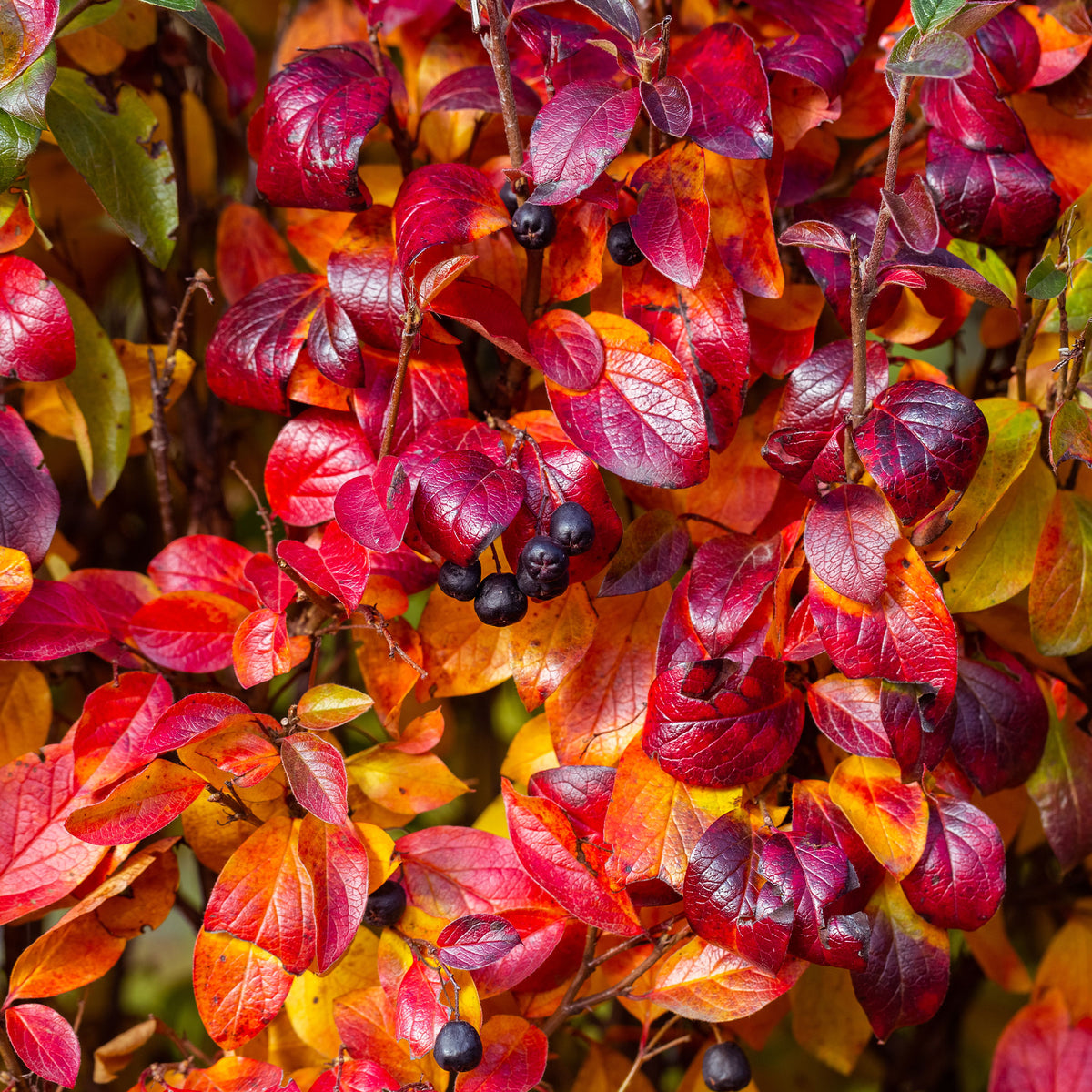 Aronia melanocarpa - Aronia à fruits noirs - Arbustes