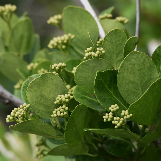 Fusain du Japon - Bakker