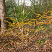 Hamamélis intermedia Orange Beauty - Hamamelis intermedia 'orange beauty' - Bakker