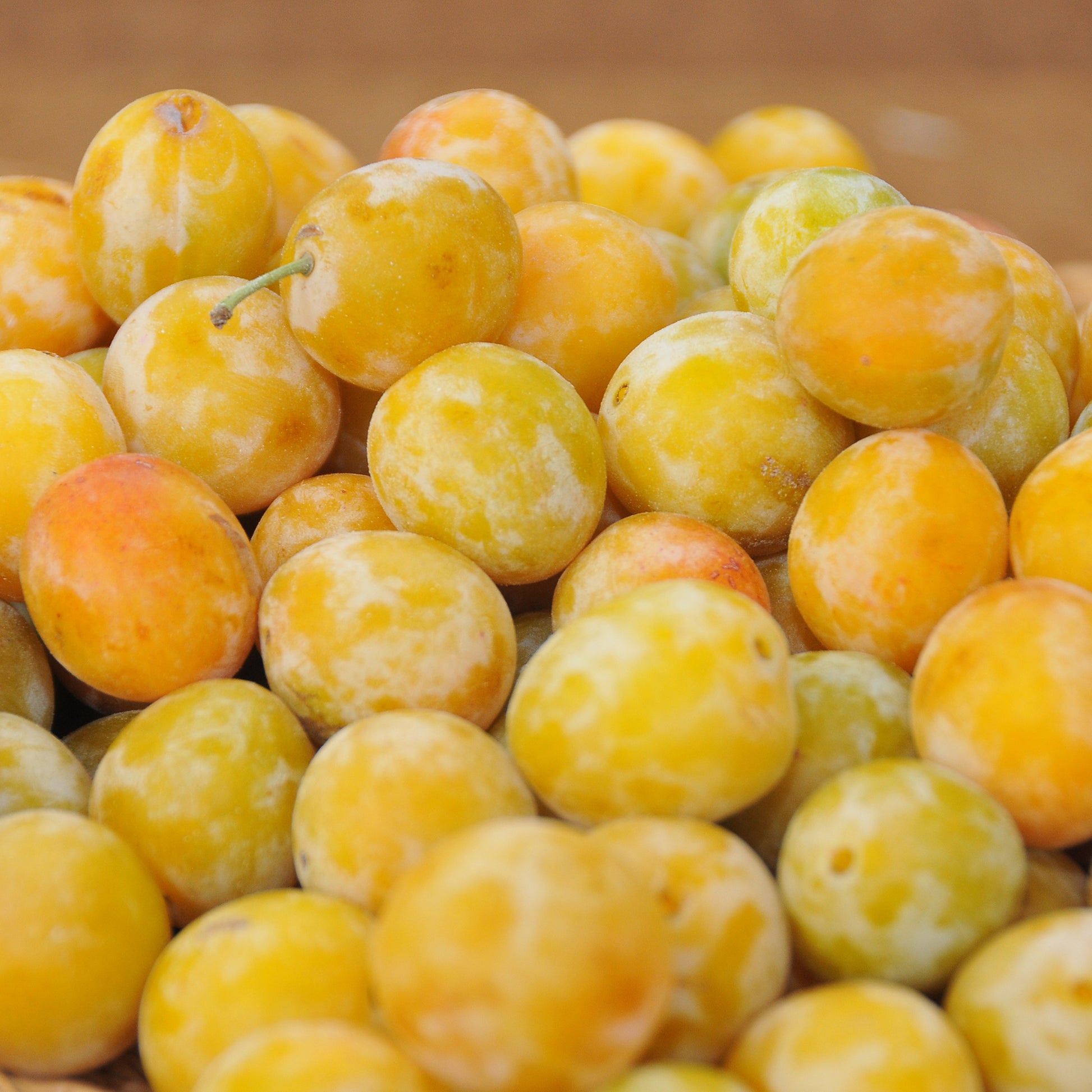 Prunier Reine-Claude d’Oullins - Prunus domestica Reine-Claude d'Oullins - Bakker