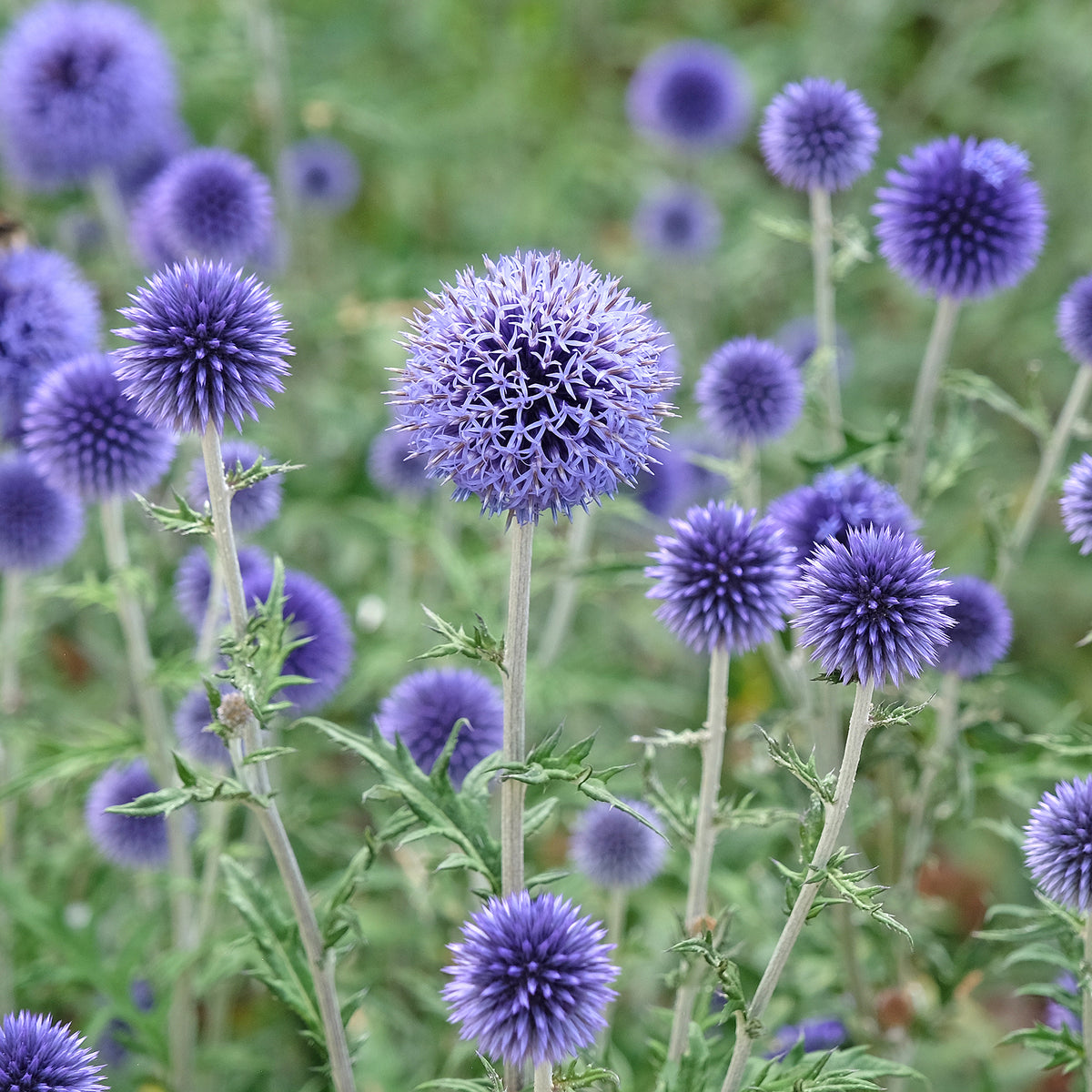 Boules azurées Veitchs Blue