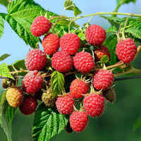 Framboisier remontant Autumn First - Bakker