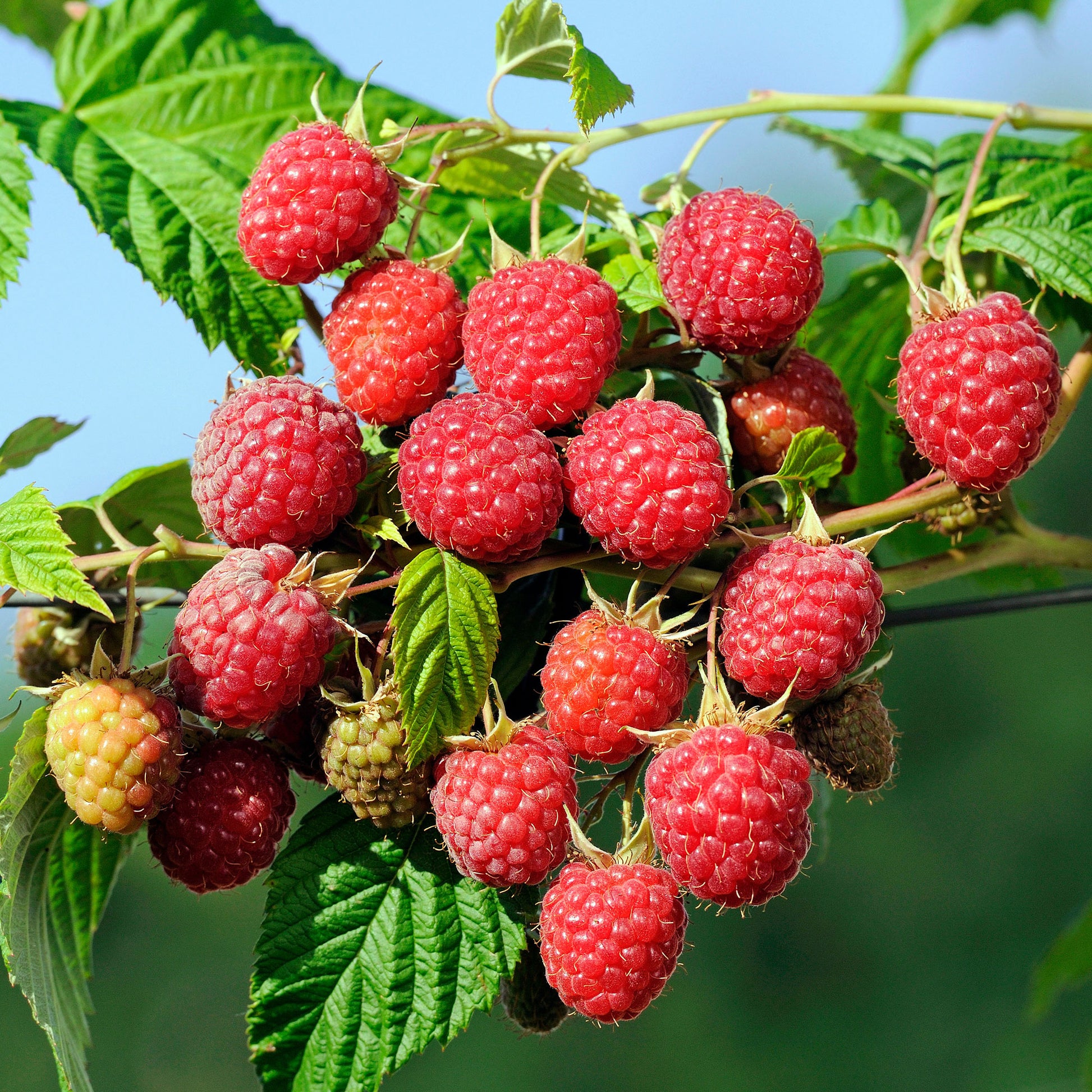 Framboisier remontant Autumn First - Bakker