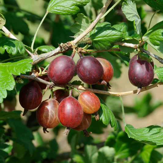 Groseillier à maquereaux Captivator - Bakker