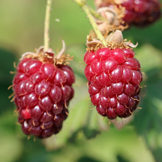 Mûre Loganbes - Rubus loganbes - Fruitiers