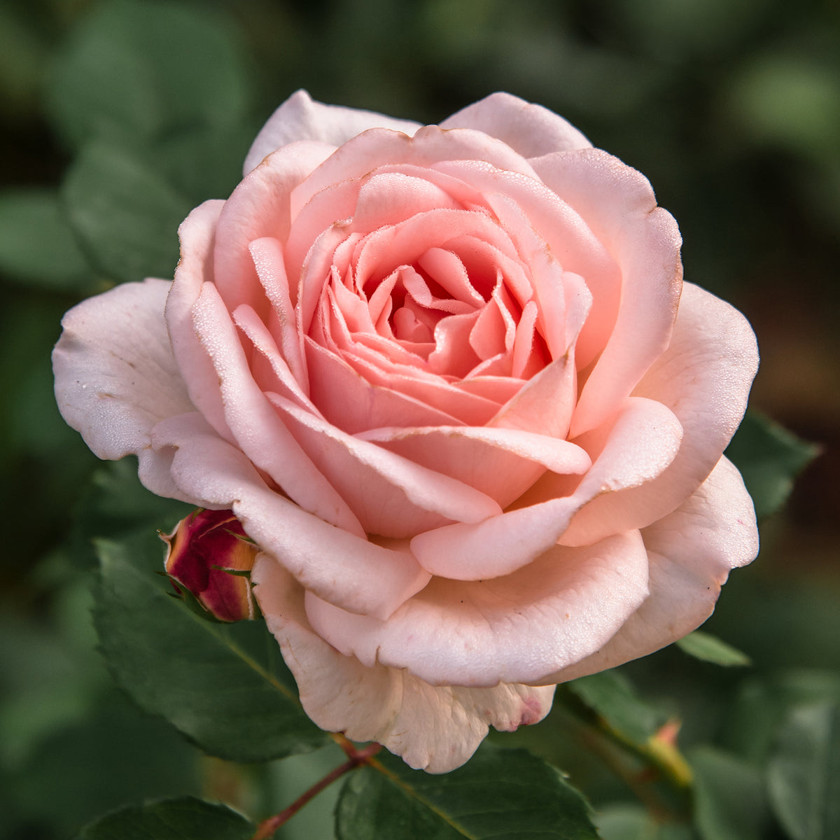 Rosiers à grandes fleurs - Rosier  Clair™Renaissance ® - Rosa clair™renaissance ®