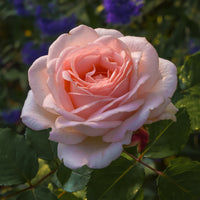 Rosier  Clair™Renaissance ® - Bakker