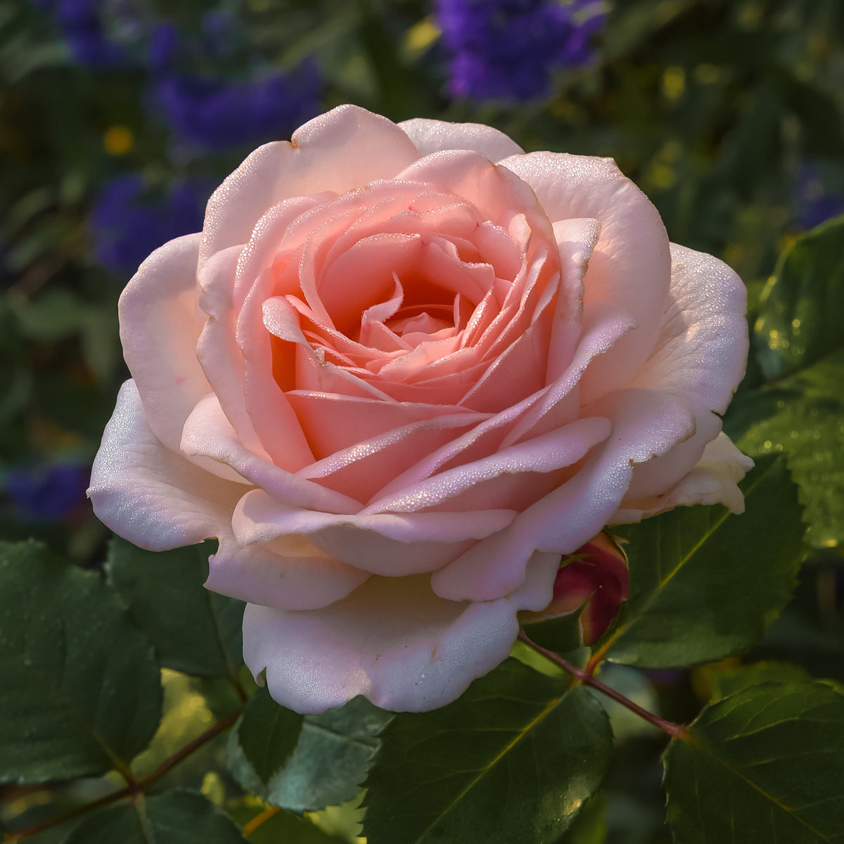 Rosier  Clair™Renaissance ® - Bakker