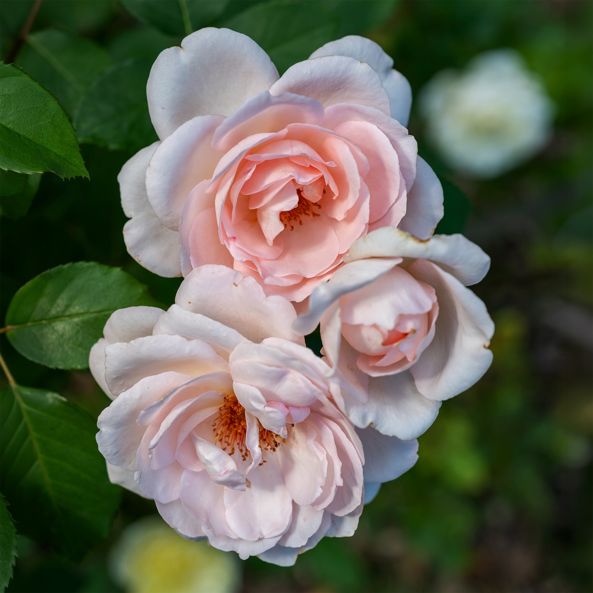 Rosier  Clair™Renaissance ® - Rosa clair™renaissance ® - Bakker