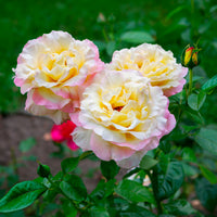 Rosier  Mme A. Meilland - Rosa mme a. meilland - Bakker
