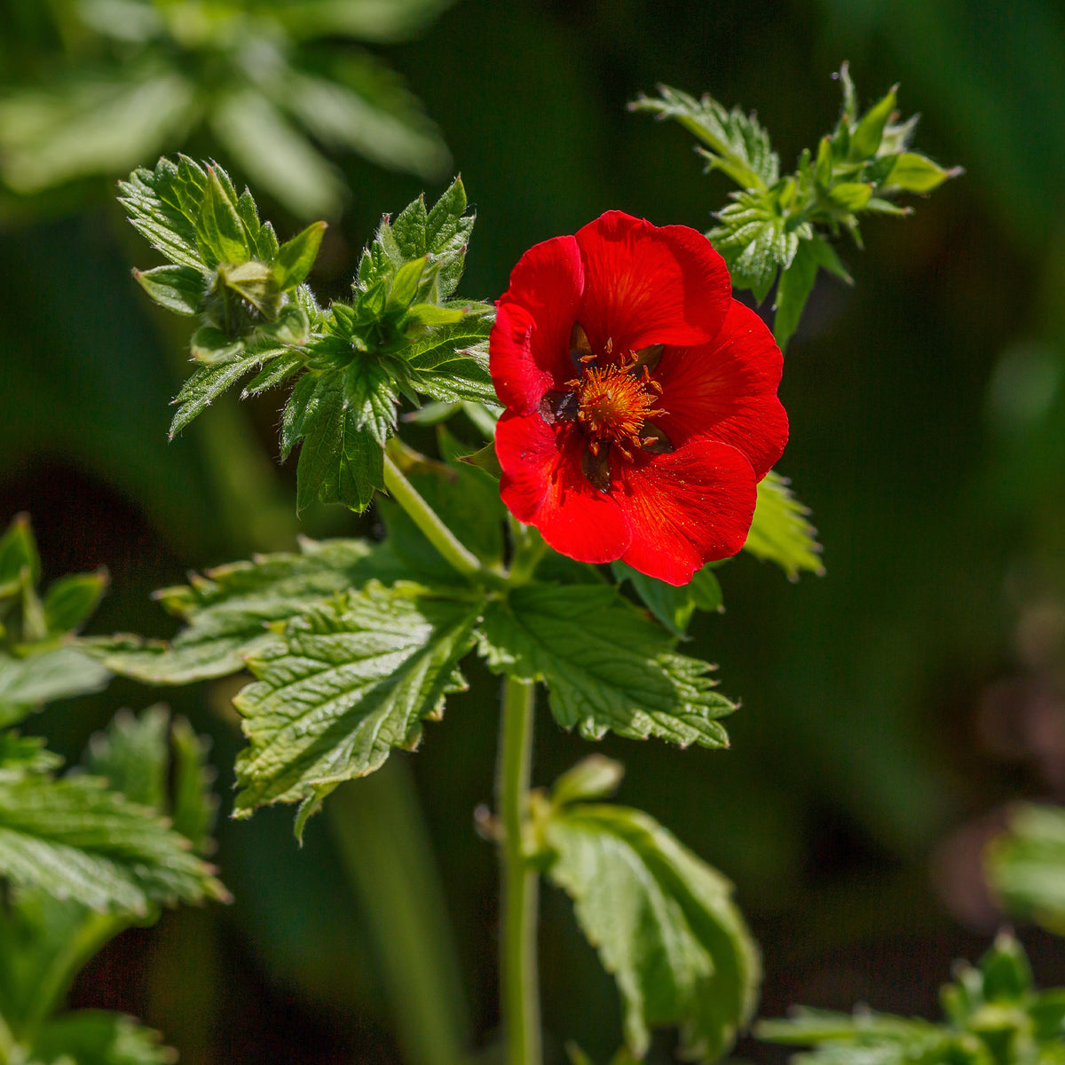 Potentille sanguine - Potentilla atrosanguinea - Bakker