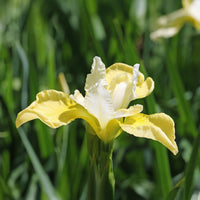 Iris sibirica 'butter and sugar' - Iris de Sibérie Butter and Sugar - Iris de Sibérie