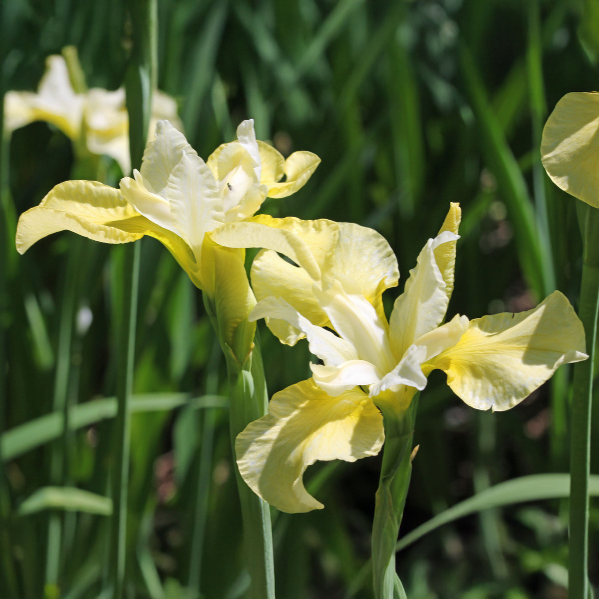 Iris de Sibérie Butter and Sugar - Bakker