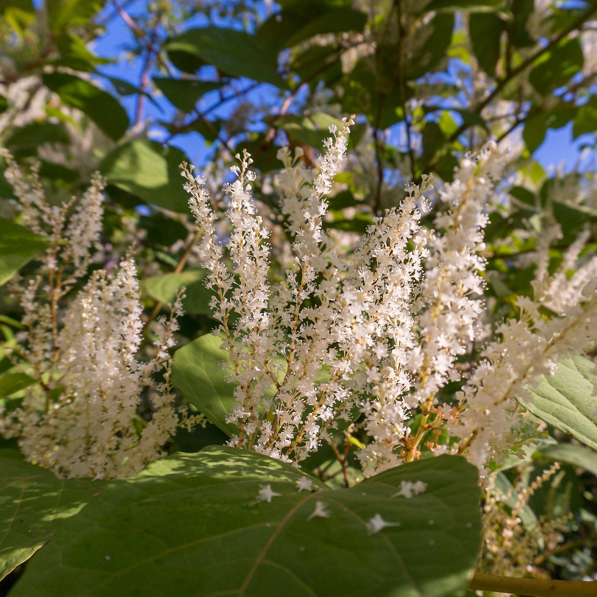 Itéa de Virginie Henrys Garnet - Itea virginica Henry's Garnet - Bakker