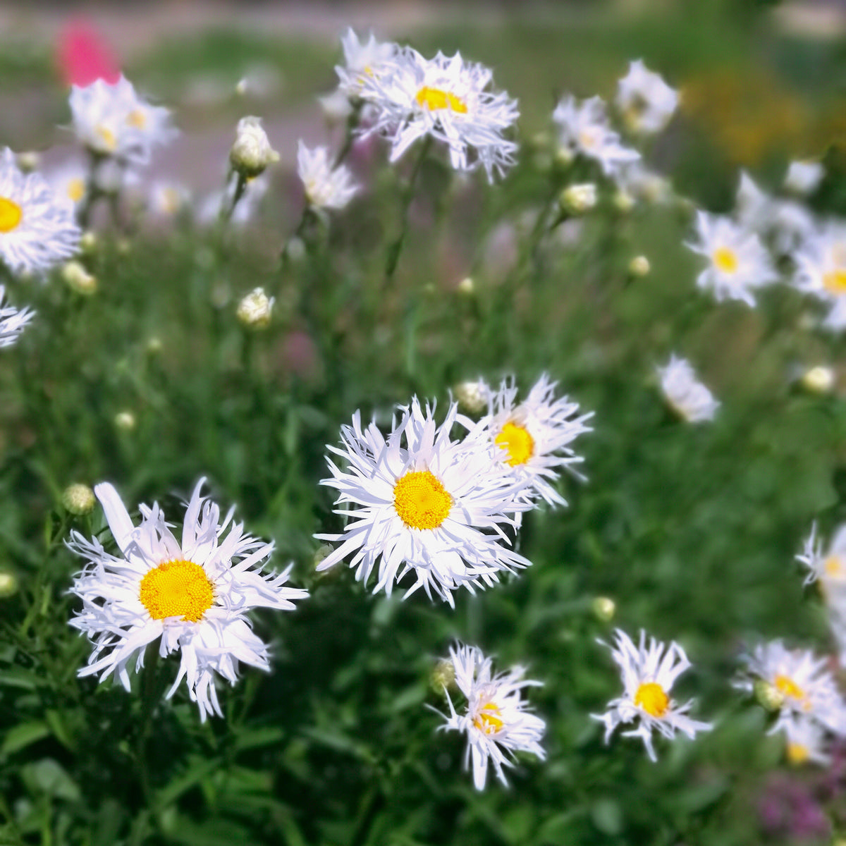 Leucanthemum x superbum old court - 3 Marguerites d'été Old Court - Leucanthemum - Marguerite