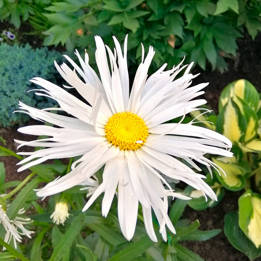 3 Marguerites d'été Old Court - Bakker