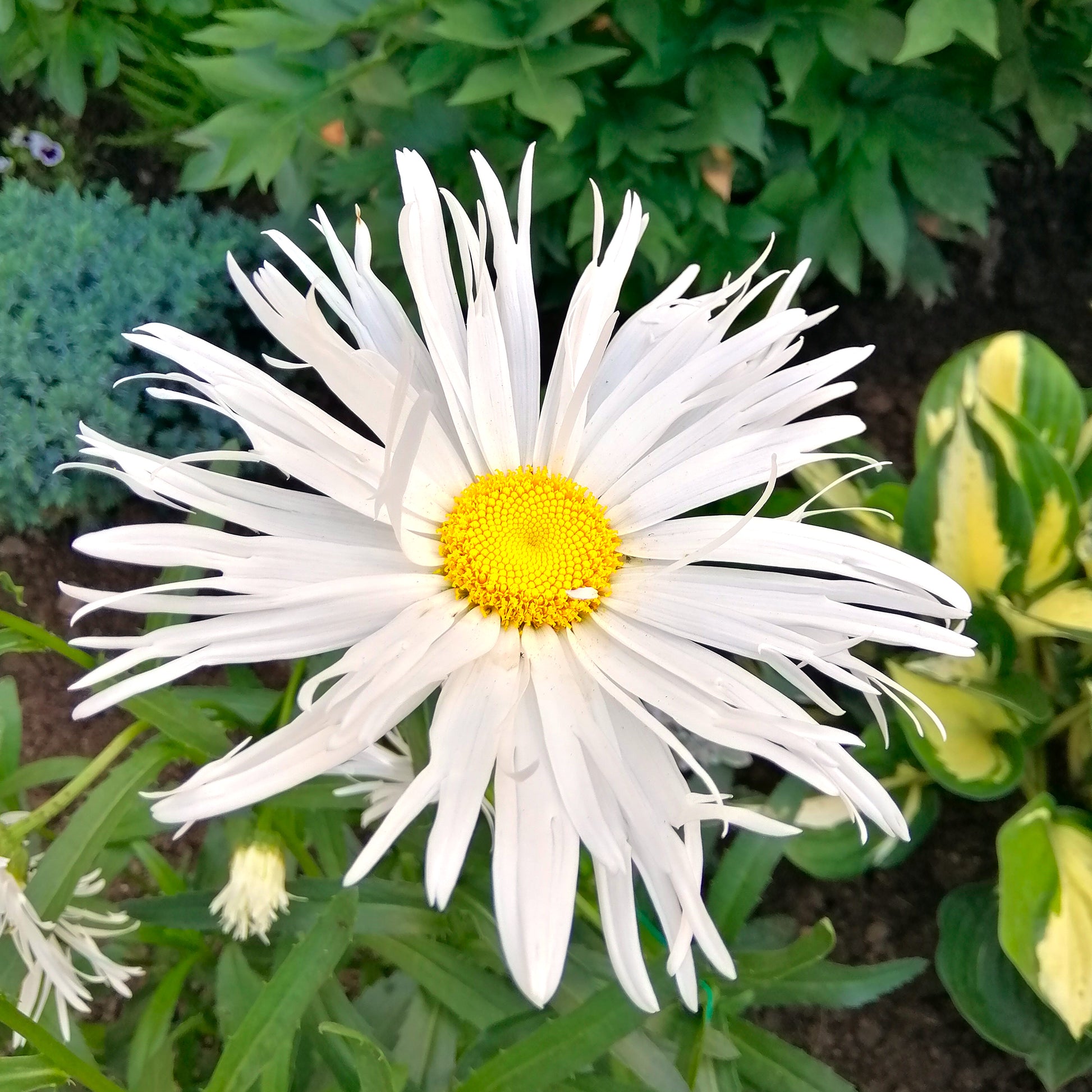 3 Marguerites d'été Old Court - Bakker