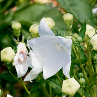 Platycodon à grandes fleurs 'Albus' - Bakker