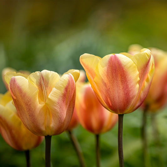 10 Tulipes Triomphe Apricot Foxx - Bakker