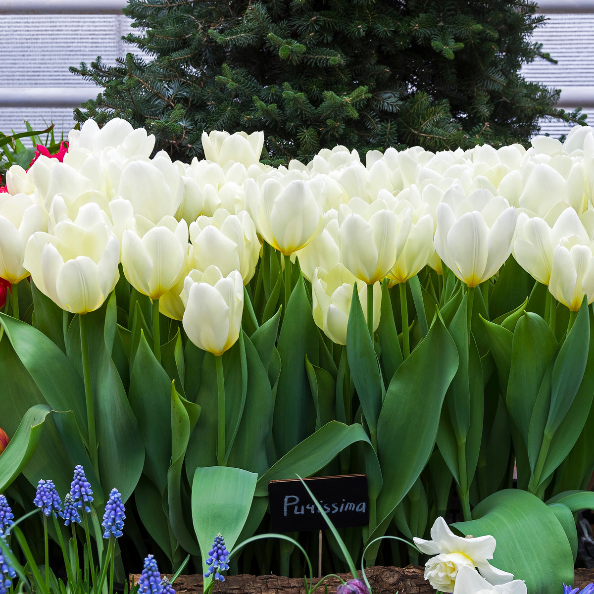 Vente 10 Tulipes Fosteriana Purissima