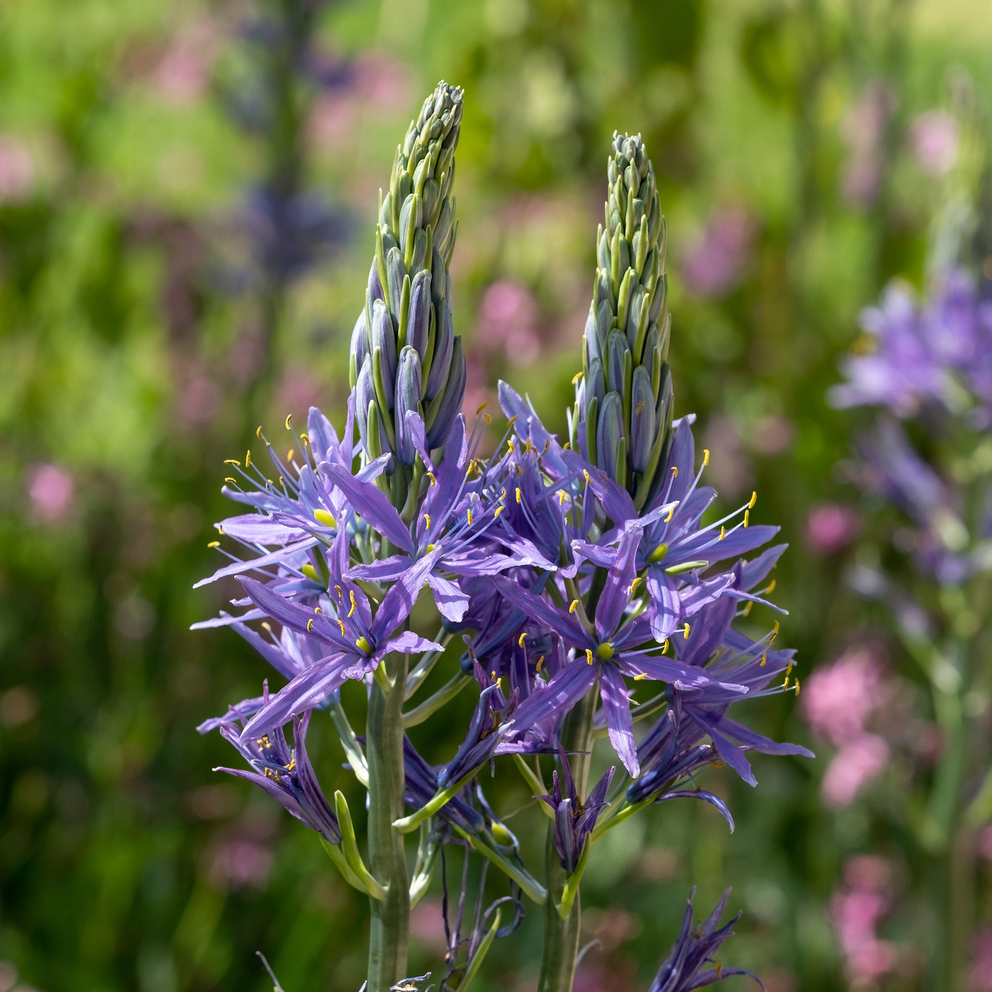 3 Camassies de Leichtlin à fleurs bleues - Camassia leichtlinii suksdorfii - Bakker