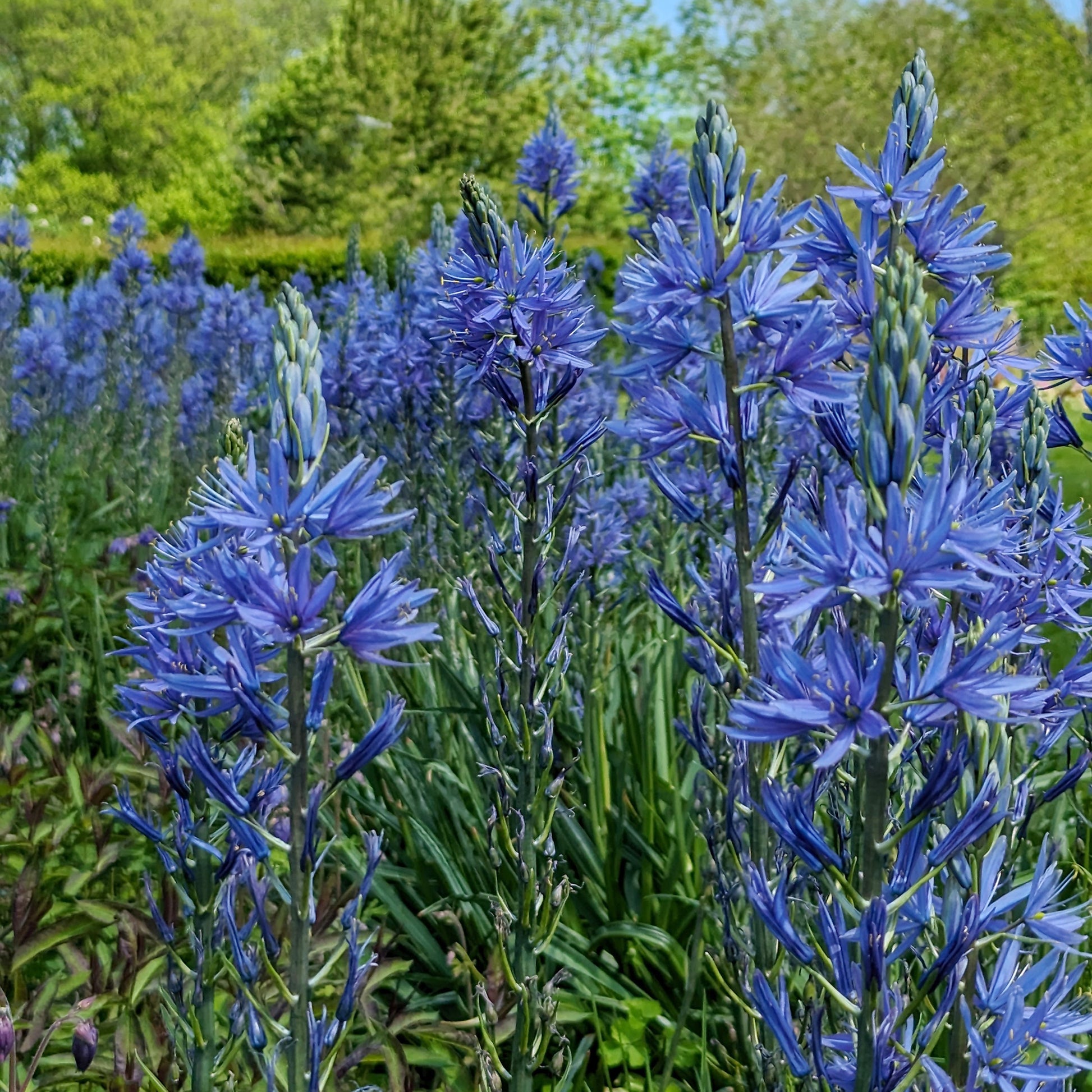 Vente 3 Camassies de Leichtlin à fleurs bleues - Camassia leichtlinii suksdorfii