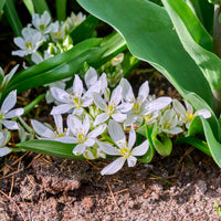 Vente 10 Crocus Ard Schenk