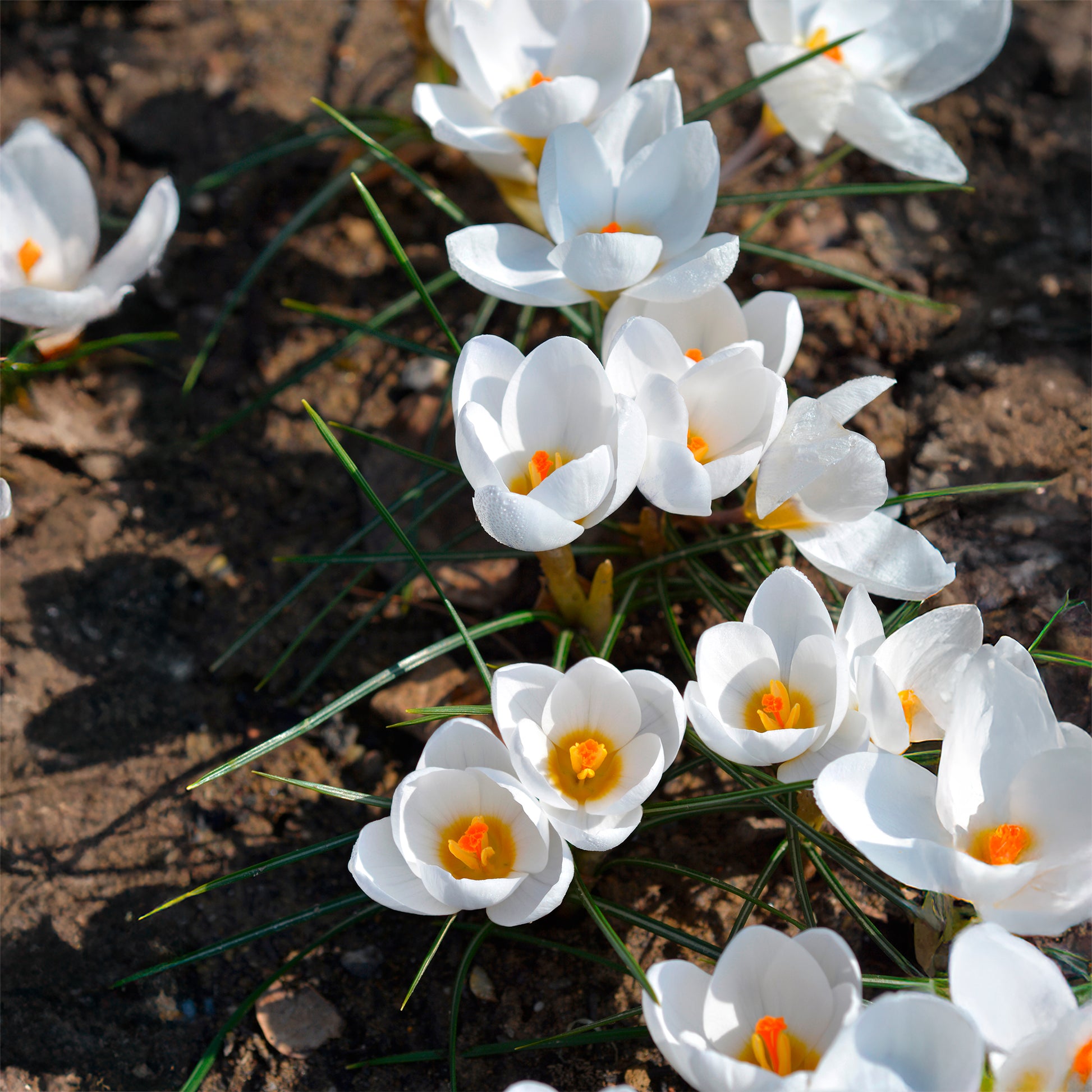 Vente 10 Crocus Ard Schenk - Crocus Ard Schenk