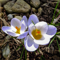 Crocus biflorus 'Blue Pearl' - 20 Crocus Blue Pearl - Bulbes de Crocus