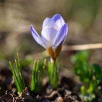 Bulbes de Crocus - 20 Crocus Blue Pearl - Crocus biflorus 'Blue Pearl'