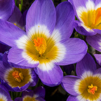 Crocus nivalis 'tricolor' - 10 Crocus sublime Tricolor - Bulbes de Crocus