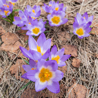 10 Crocus sublime Tricolor - Crocus nivalis 'tricolor' - Bakker