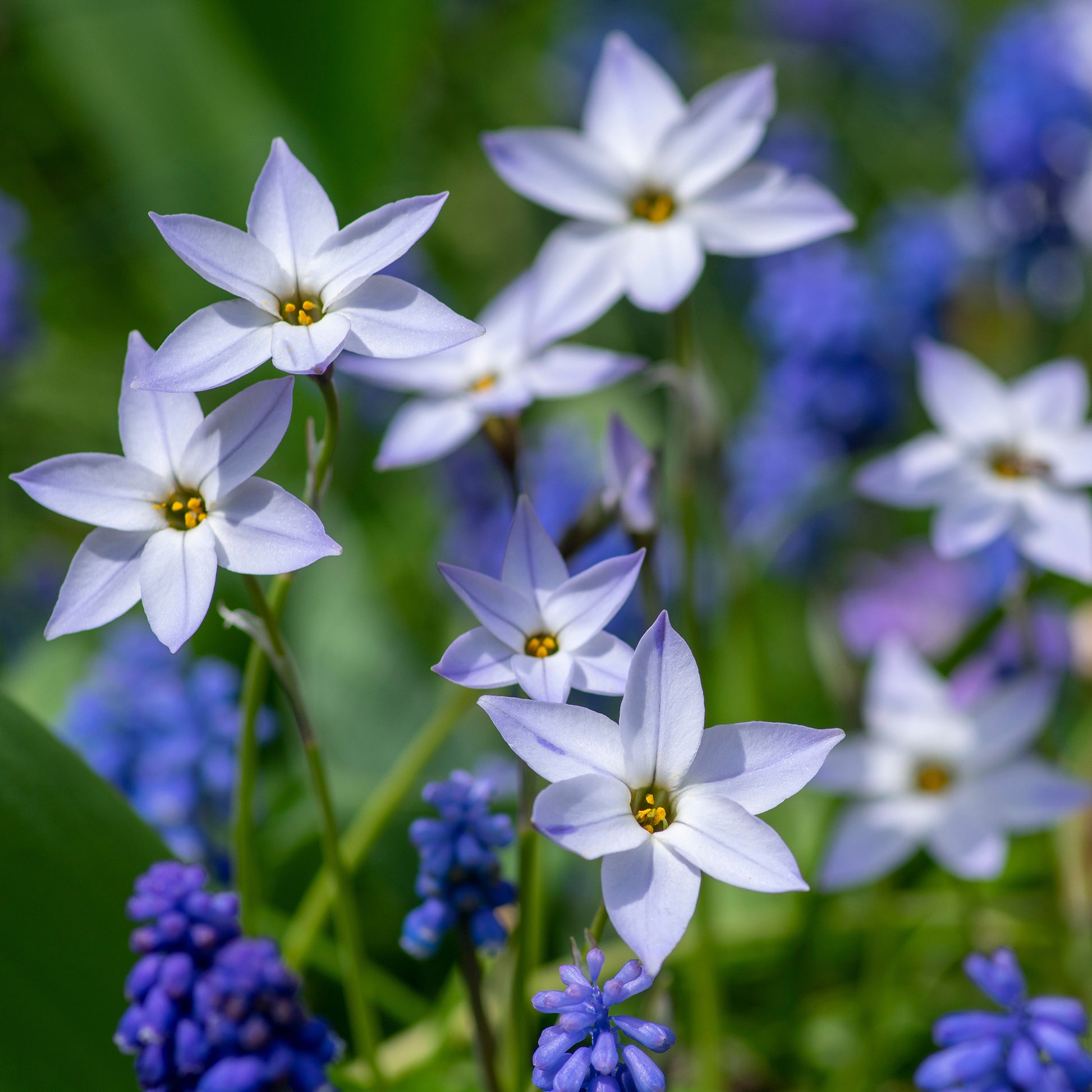 Vente 15 Etoiles de printemps Wisley Blue - Ipheion uniflorum 'wisley blue'