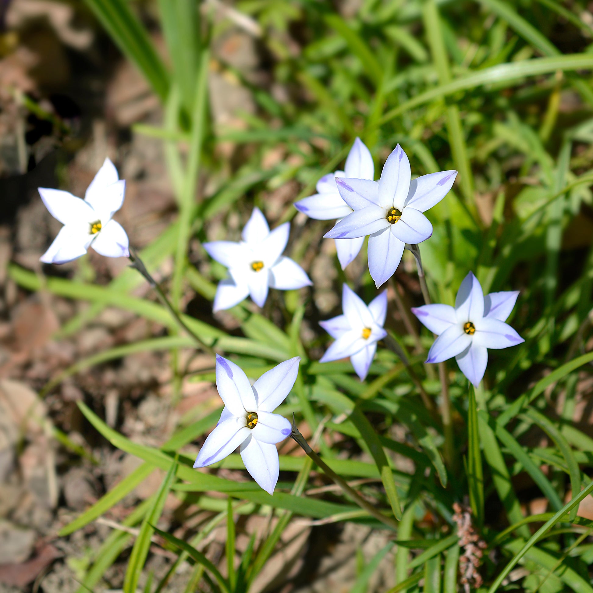Bulbes de printemps - 15 Etoiles de printemps Wisley Blue - Ipheion uniflorum 'wisley blue'