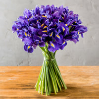 Iris de Hollande Purple Sensation - Iris 'Purple Sensation' - Bakker