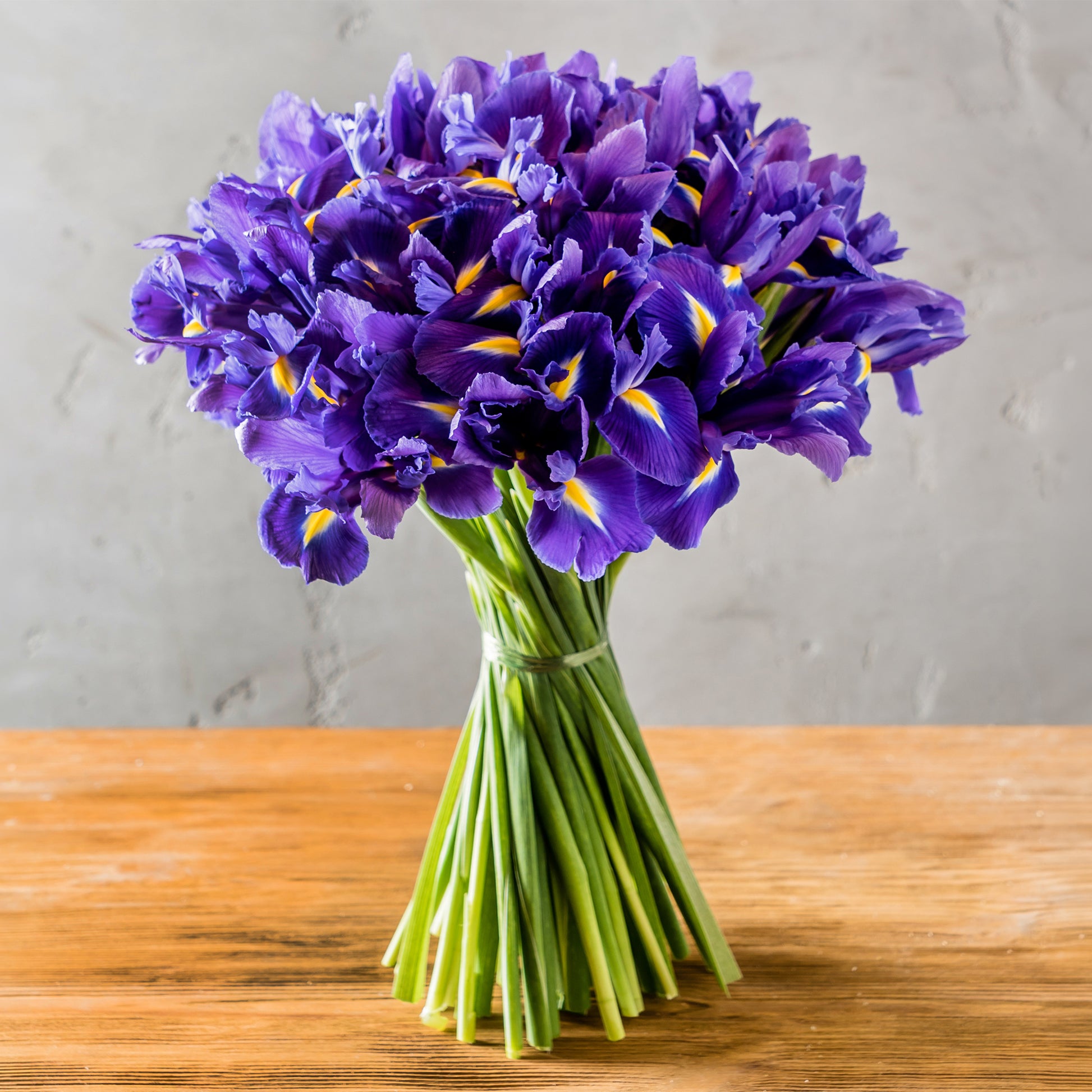 Iris de Hollande Purple Sensation - Iris 'Purple Sensation' - Bakker