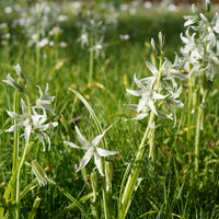  - Ornithogale Saundersiae - Ornithogalum Saundersiae