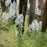 Ornithogale Saundersiae - Ornithogalum Saundersiae - Bakker