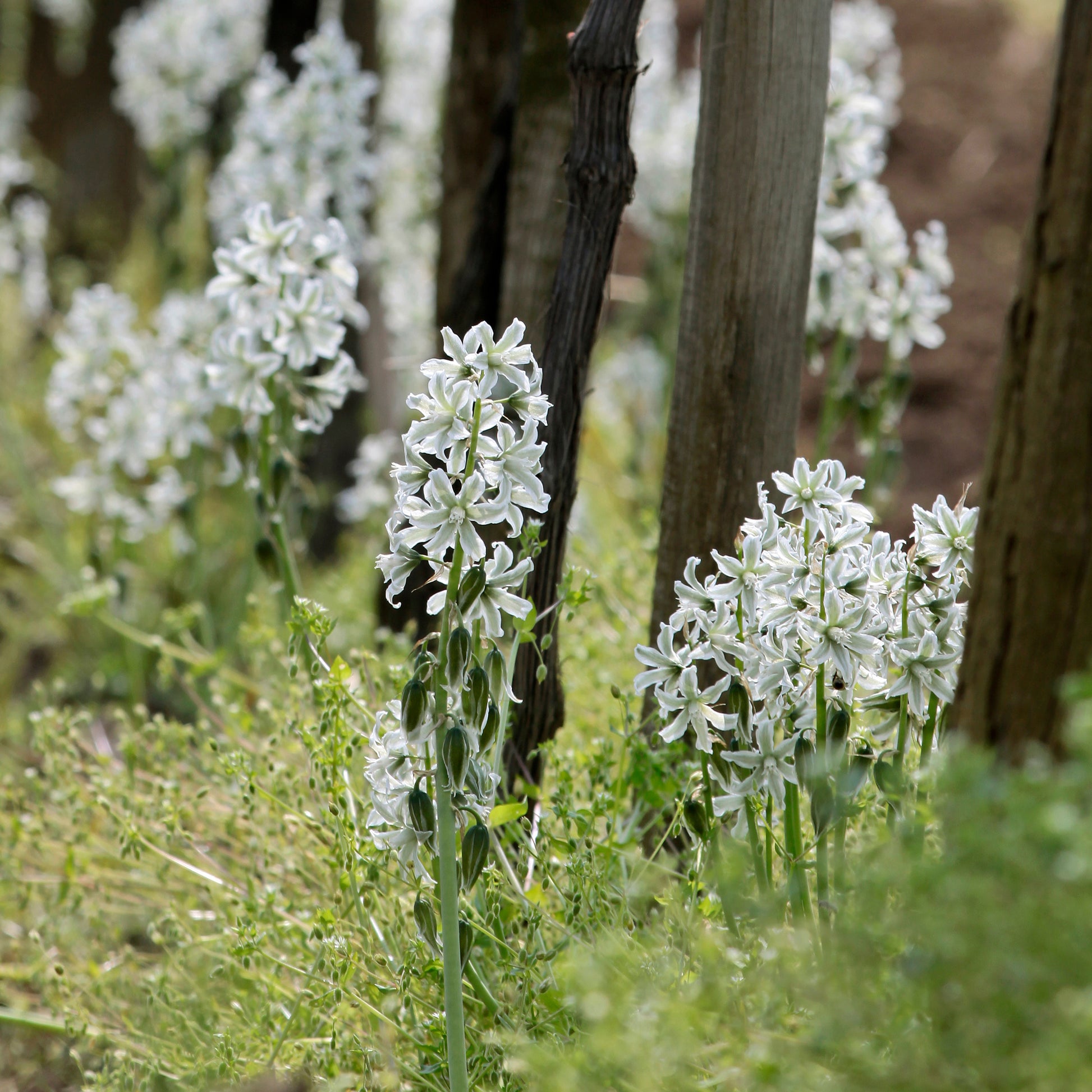 Ornithogale Saundersiae - Ornithogalum Saundersiae - Bakker